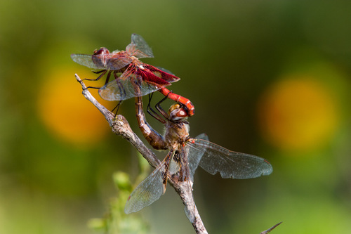 Red Saddlebags
