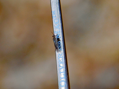 Xyelidae