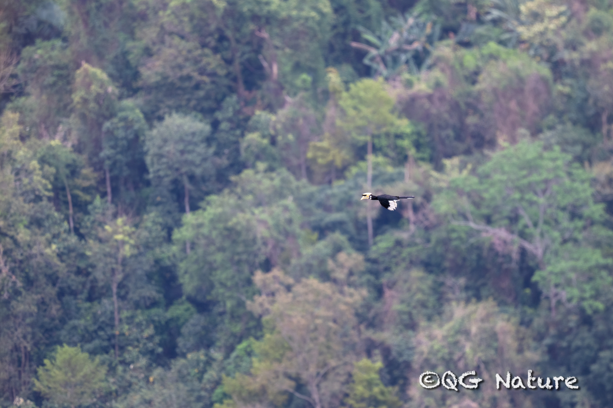 Oriental Pied Hornbill