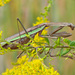 Tenodera - Photo (c) Larry Meade, some rights reserved (CC BY-NC-SA)