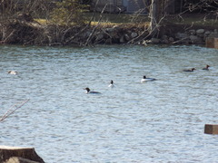 Mergus merganser