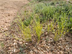 Pectocarya platycarpa
