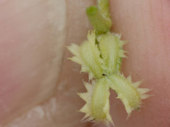 Pectocarya platycarpa