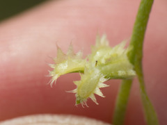 Pectocarya platycarpa