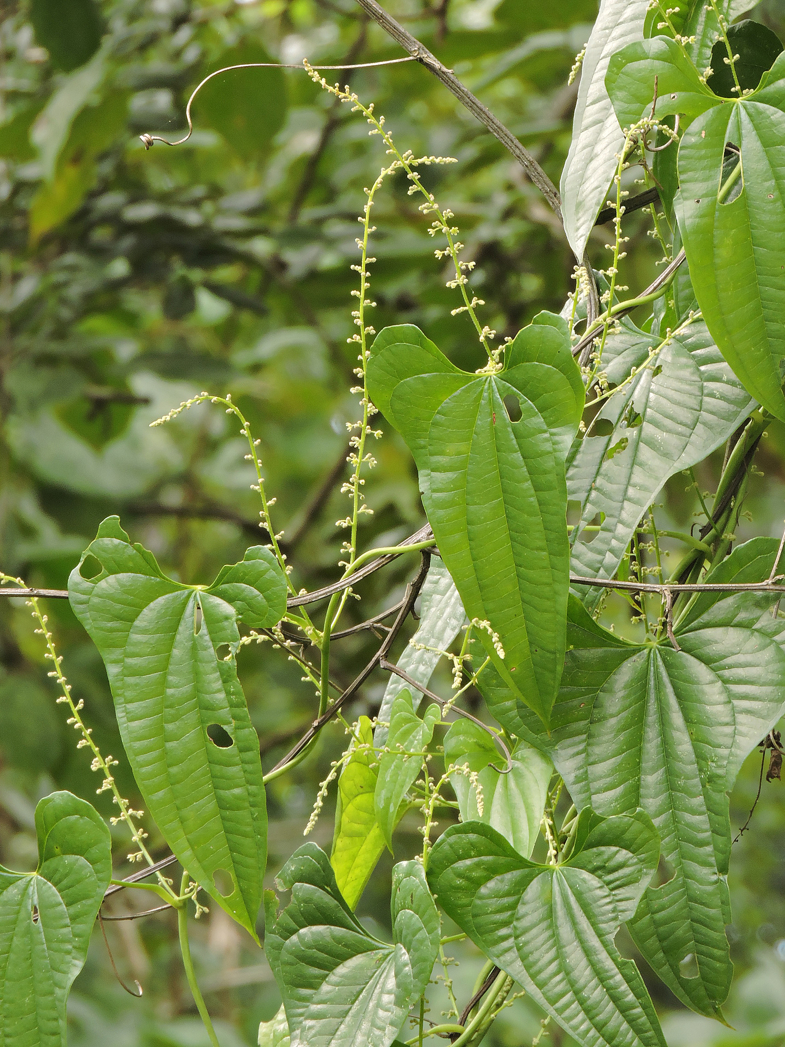 Dioscorea pilosiuscula
