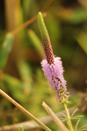 Image of Pogostemon deccanensis by (c) deepachandran, some rights reserved (CC BY-SA)
