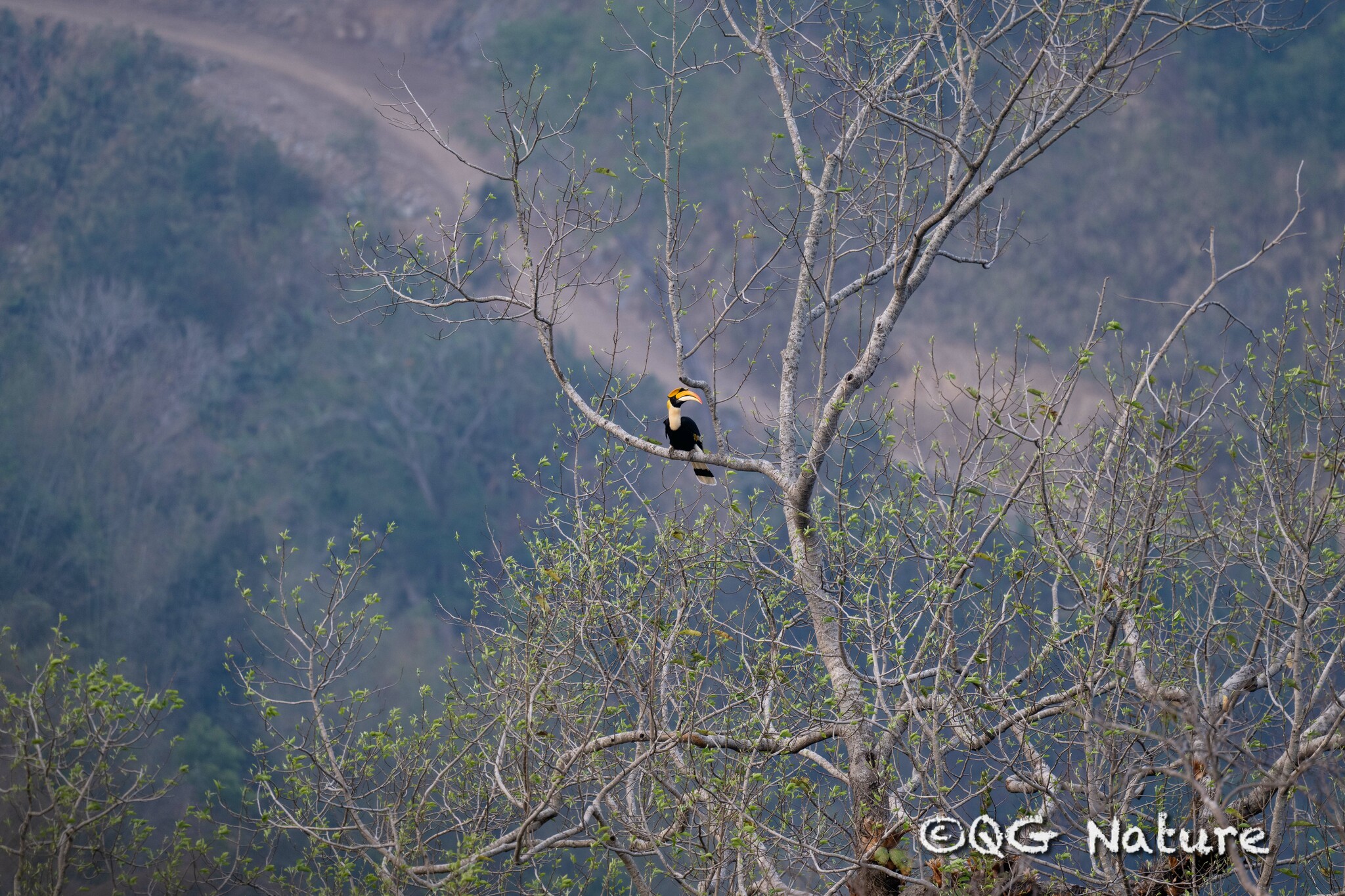 Great Hornbill