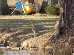 Ardea herodias