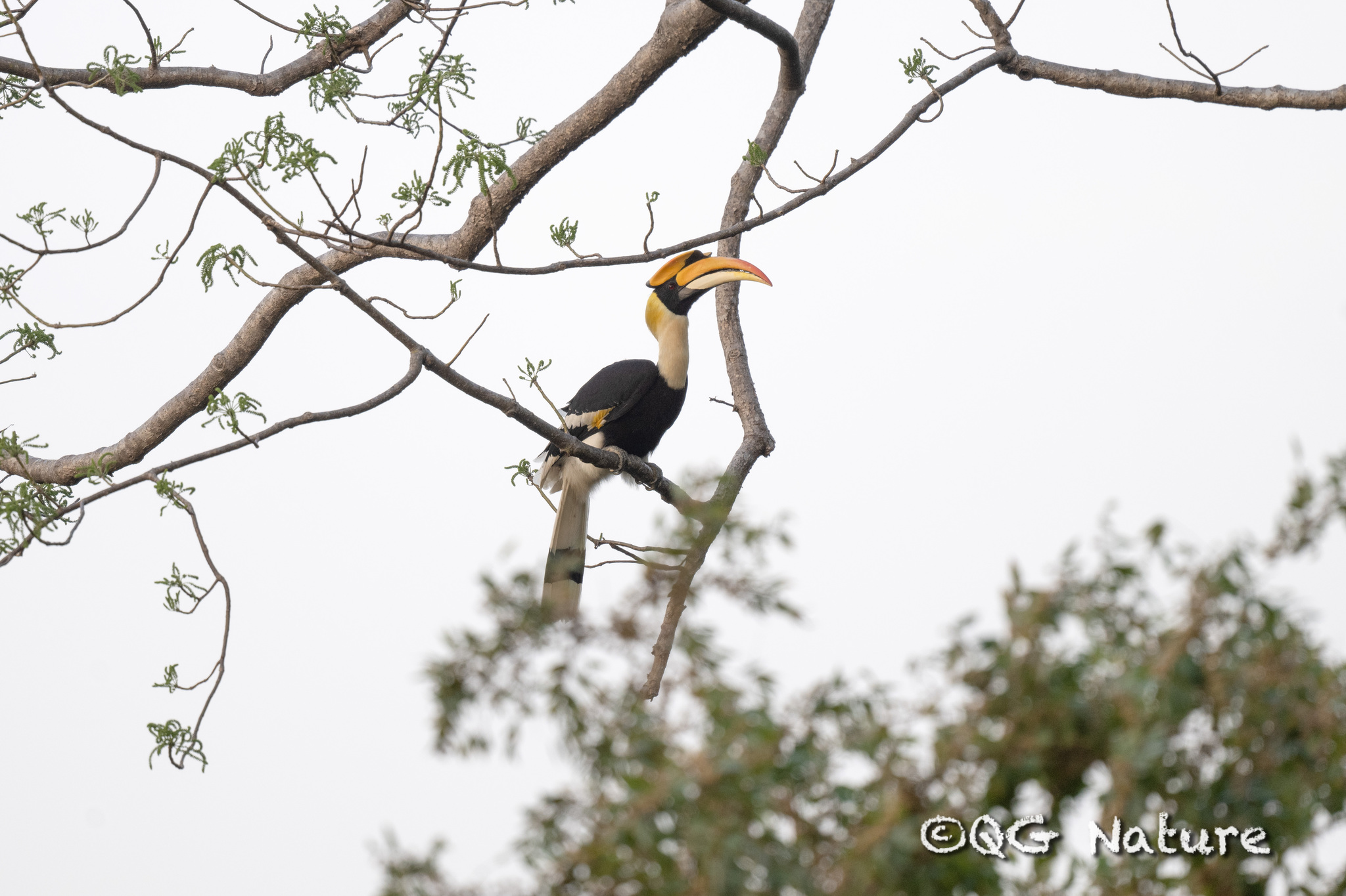 Great Hornbill