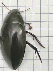Hydrophilus insularis