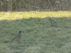 Turdus migratorius