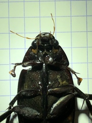 Hydrophilus insularis