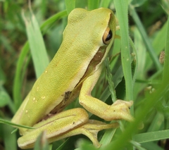 Boana pulchella