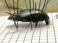 Hydrophilus insularis