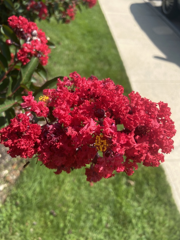 Crape-myrtle from Oceanside Care Center, Oceanside, NY, US on August 9 ...