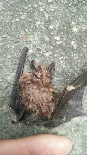 Formosan Lesser Horseshoe Bat