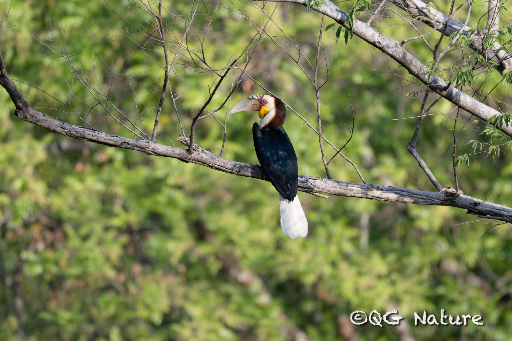 Wreathed Hornbill
