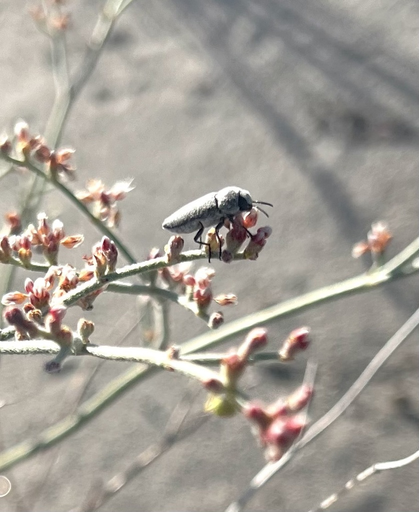 Nanularia monoensis