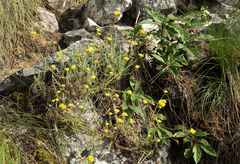 Helichrysum spencerianum image