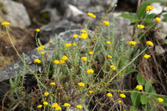 Helichrysum spencerianum image