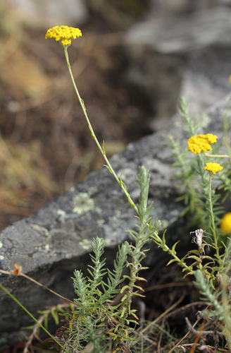 Helichrysum spencerianum image