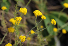 Helichrysum spencerianum image