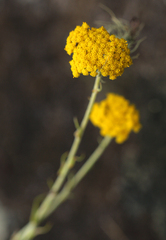 Helichrysum spencerianum image