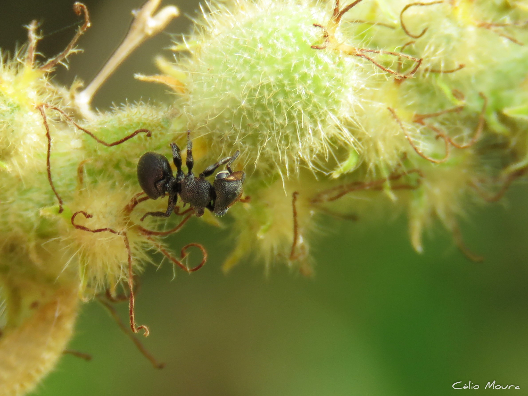 Cephalotes eduarduli