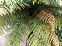 Dicksonia squarrosa