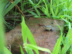 Leptodactylus luctator