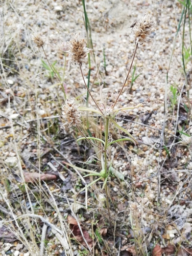 Plantago arenaria iNat (3)