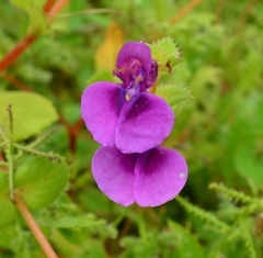 Impatiens lawii