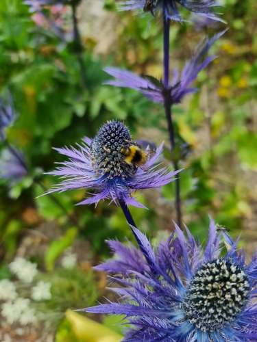 Image of Alpine Sea Holly (Eryngium alpinum) by (c) Nefol, some rights reserved (CC BY)