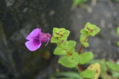Impatiens lawii