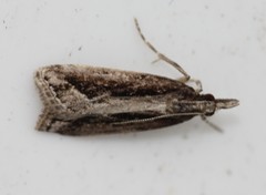 Eudonia steropaea