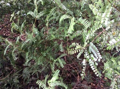 Sophora molloyi