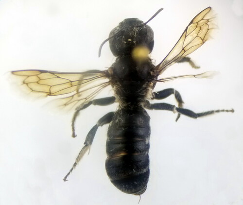 Hoplitis acuticornis