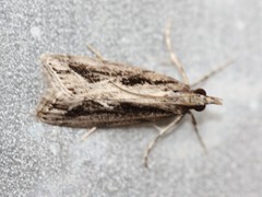Eudonia steropaea