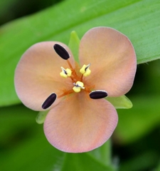 Murdannia lanuginosa