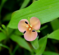 Murdannia lanuginosa
