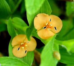 Murdannia lanuginosa