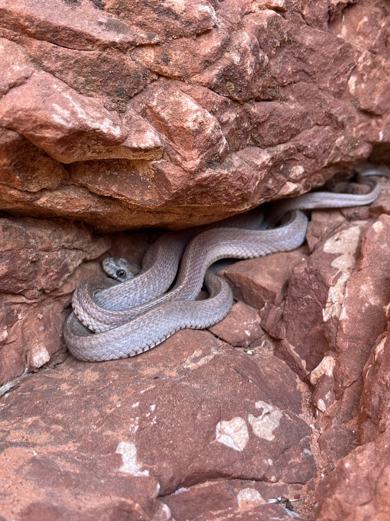 Corn Snake from West Colorado Springs, Colorado Springs, CO, US on ...