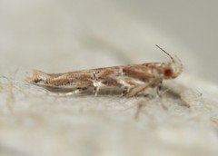 Pyroderces aellotricha