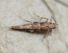 Pyroderces aellotricha