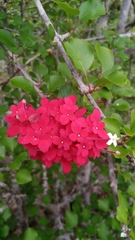 Carphalea