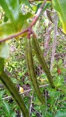 Plectaneia