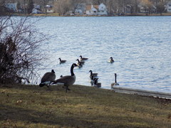Branta canadensis