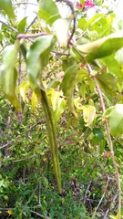Plectaneia