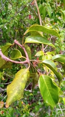 Plectaneia