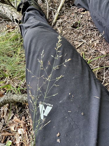 Poa glauca iNat (1)